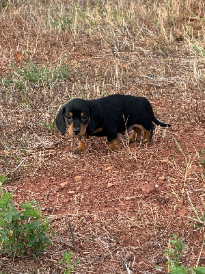 CHIOT 3