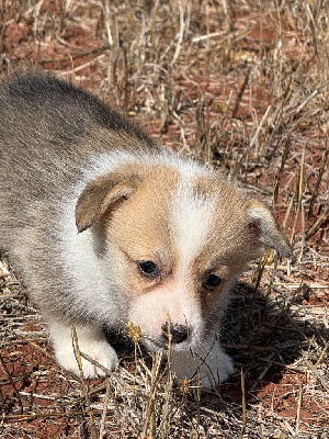 CHIOT 4