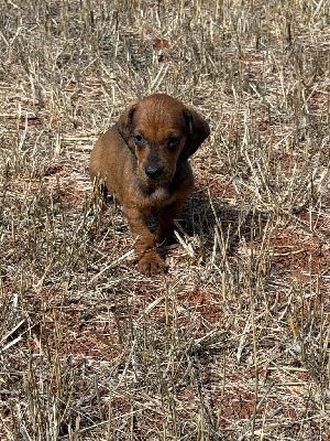 CHIOT 4