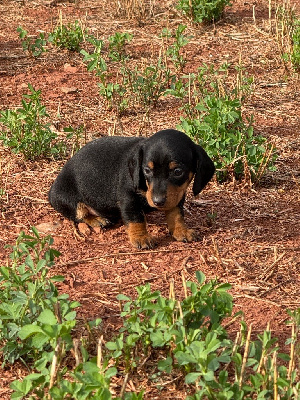 CHIOT 8