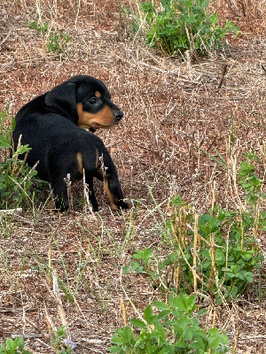 CHIOT 4