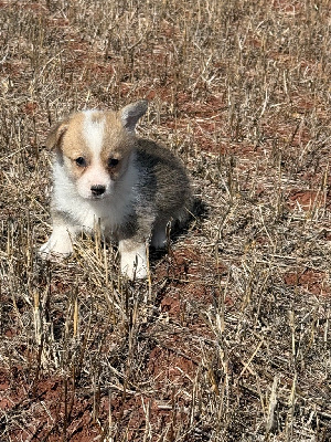 CHIOT 5