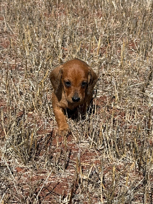 CHIOT 7
