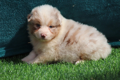 CHIOT 9