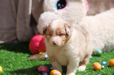 CHIOT 4