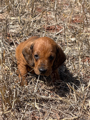 CHIOT 8