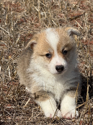 CHIOT 7