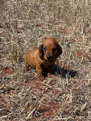 CHIOT 6