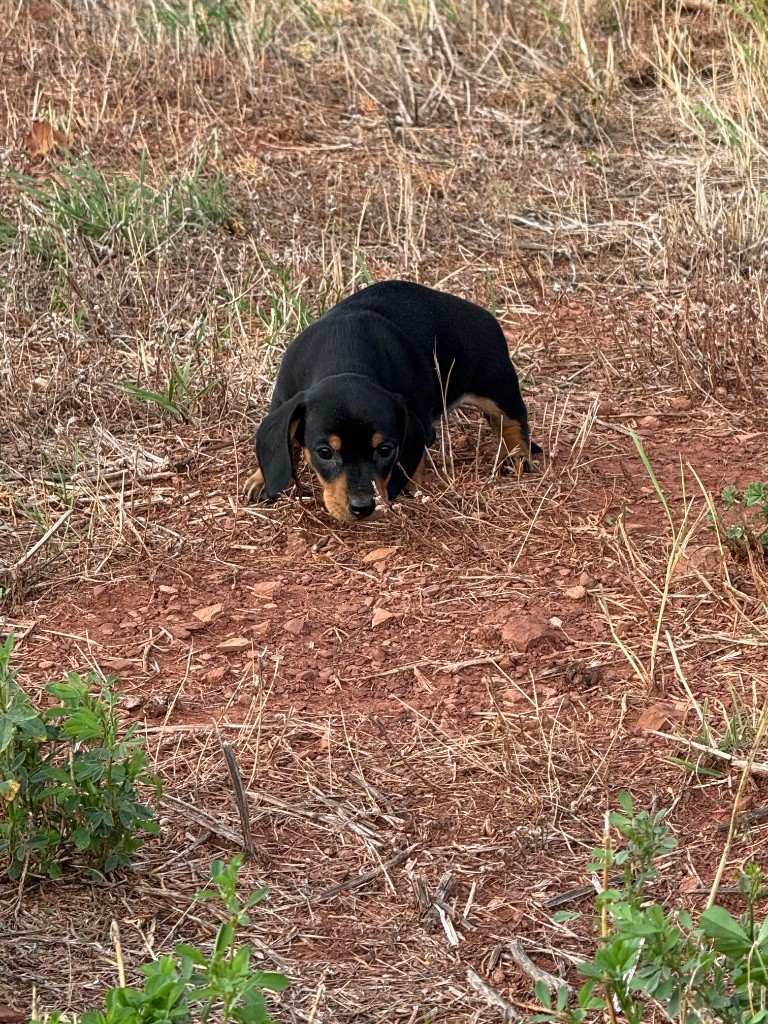 du Duncallipsy - Chiots disponibles - Teckel poil ras