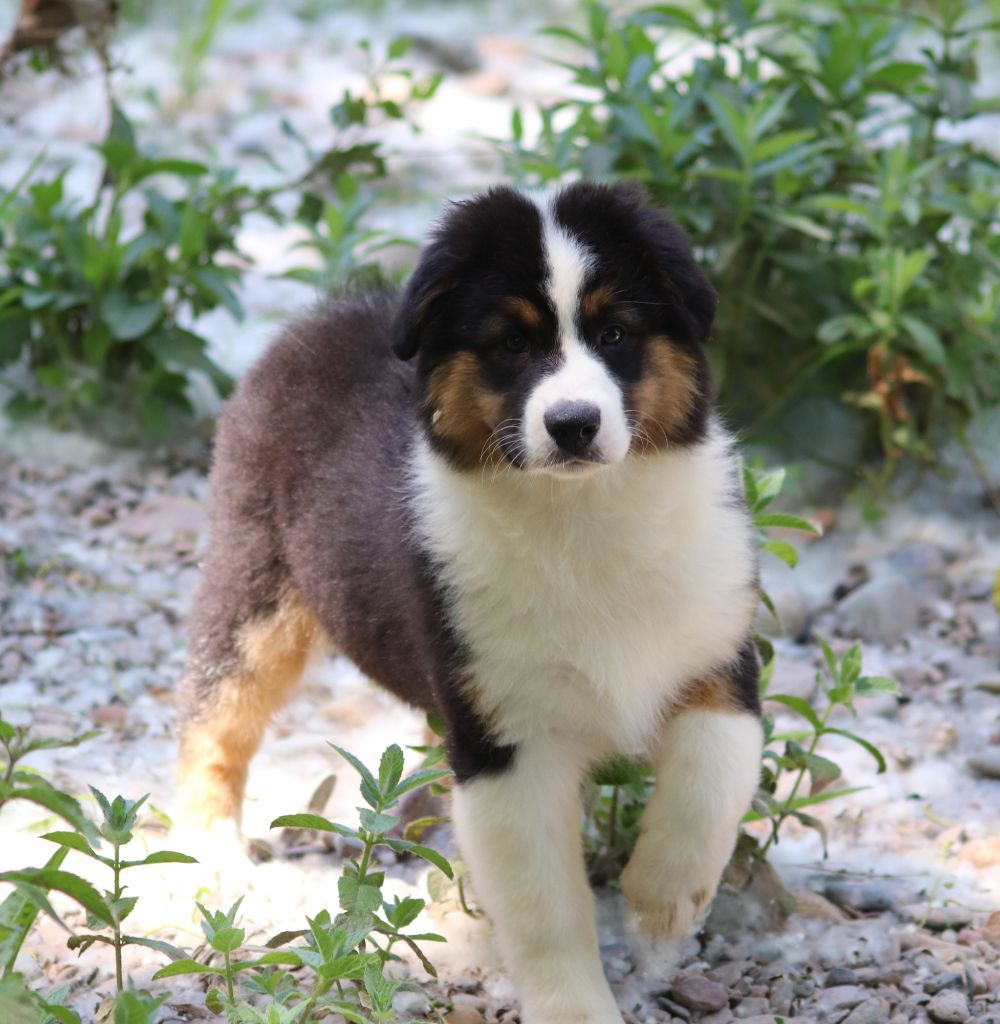 du Duncallipsy - Chiots disponibles - Berger Australien