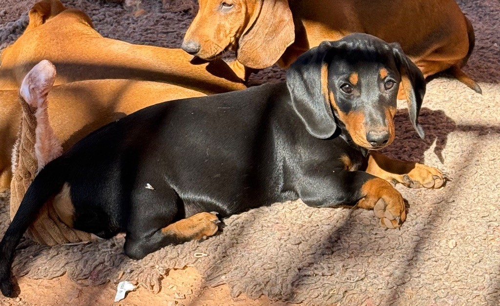 du Duncallipsy - Chiots disponibles - Teckel poil ras