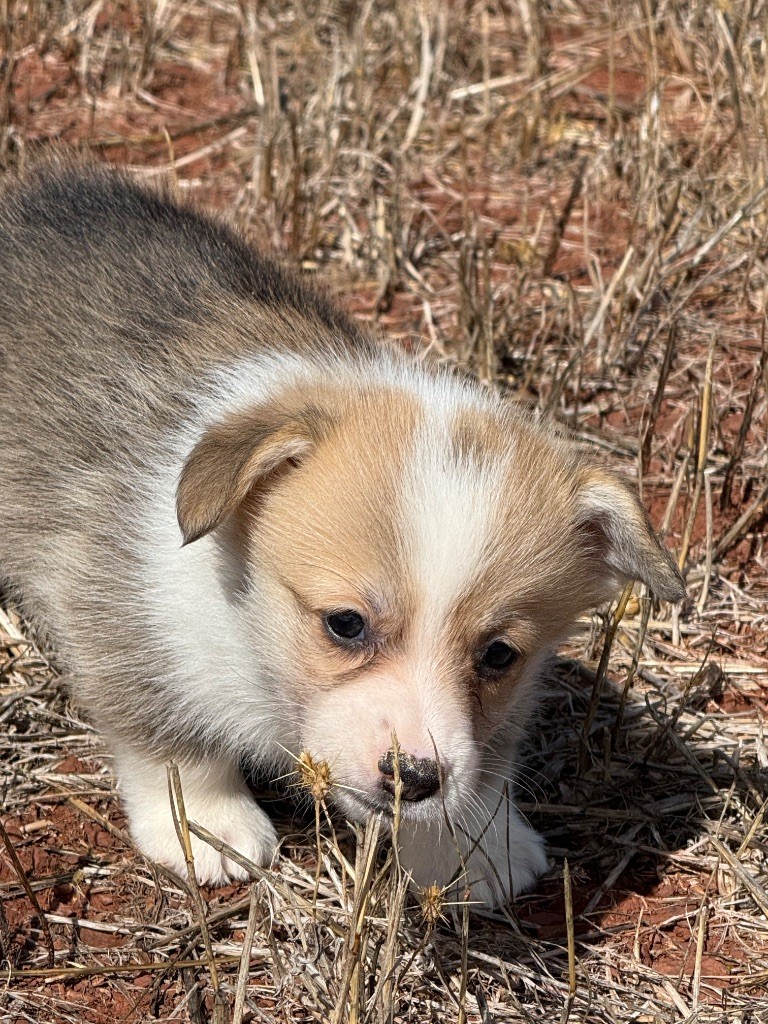 du Duncallipsy - Chiots disponibles - Welsh Corgi Pembroke