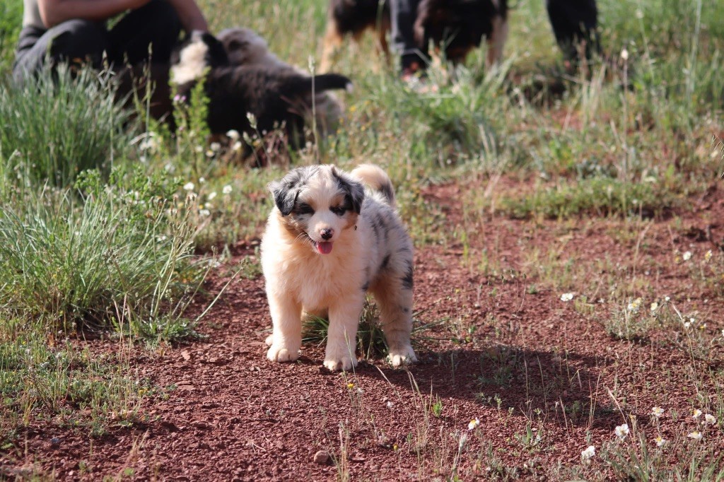 du Duncallipsy - Chiots disponibles - Berger Australien