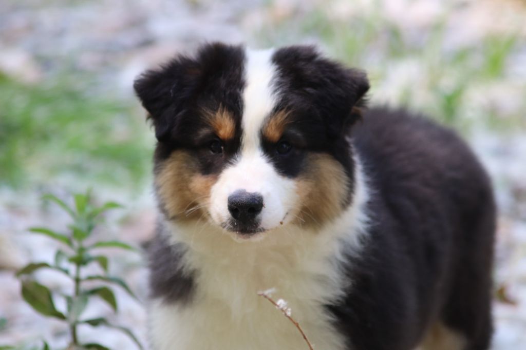 du Duncallipsy - Chiots disponibles - Berger Australien
