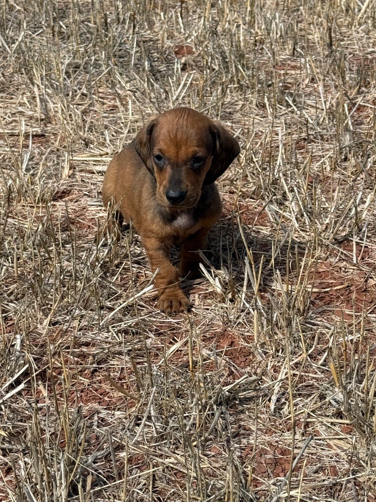 du Duncallipsy - Chiots disponibles - Teckel poil ras
