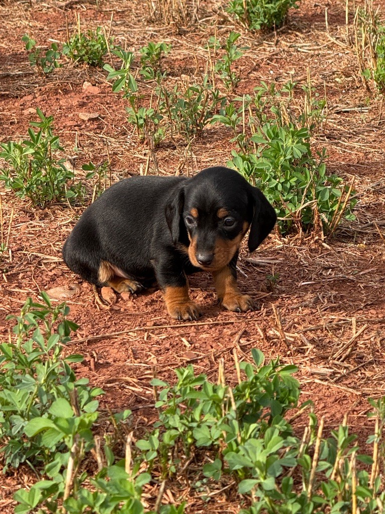 du Duncallipsy - Chiots disponibles - Teckel poil ras