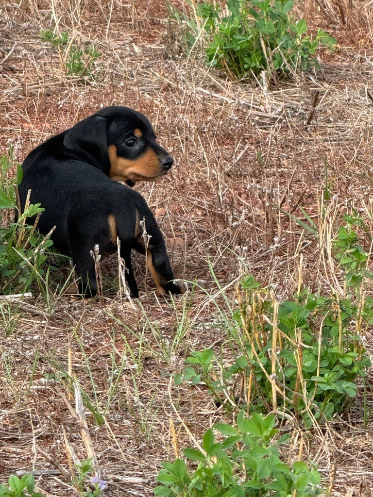 du Duncallipsy - Chiots disponibles - Teckel poil ras