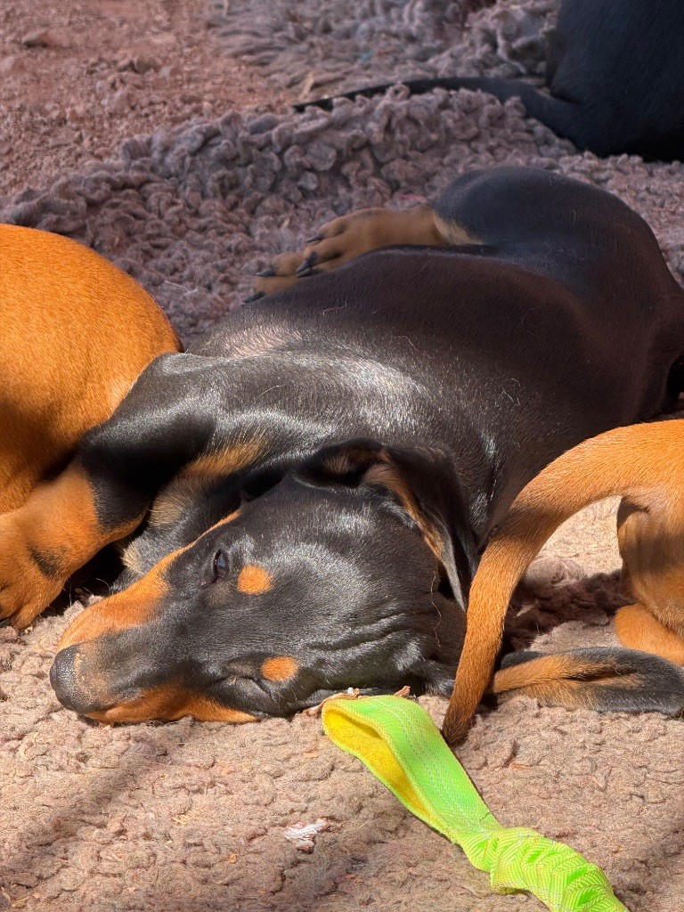 du Duncallipsy - Chiots disponibles - Teckel poil ras