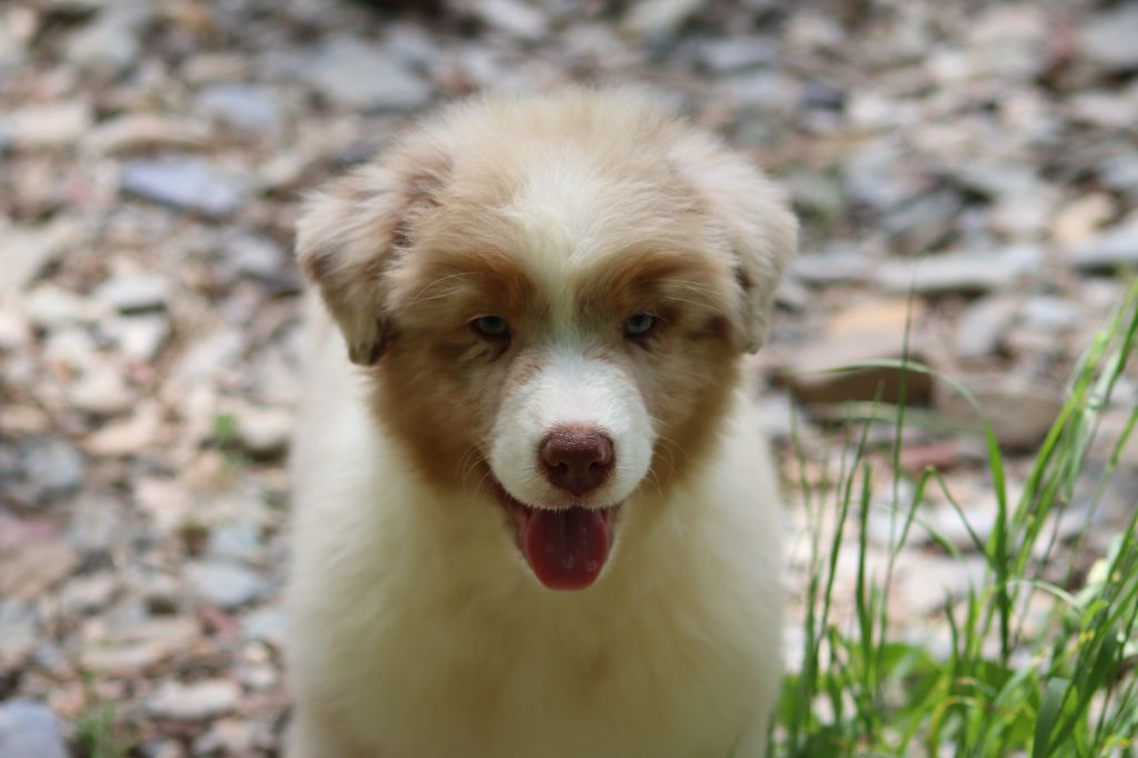 du Duncallipsy - Chiots disponibles - Berger Australien