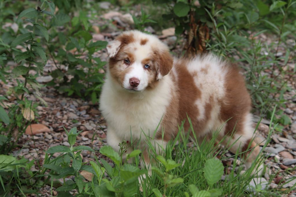du Duncallipsy - Chiots disponibles - Berger Australien