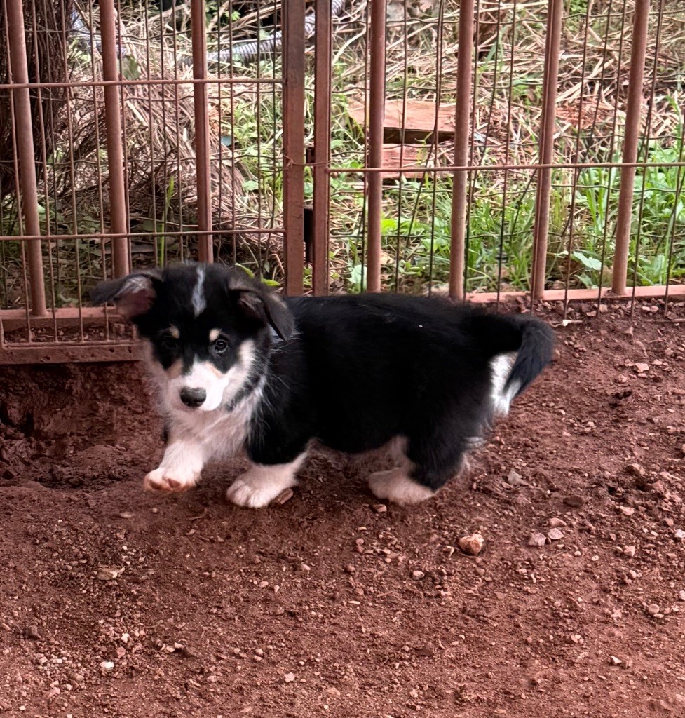 du Duncallipsy - Chiots disponibles - Welsh Corgi Pembroke
