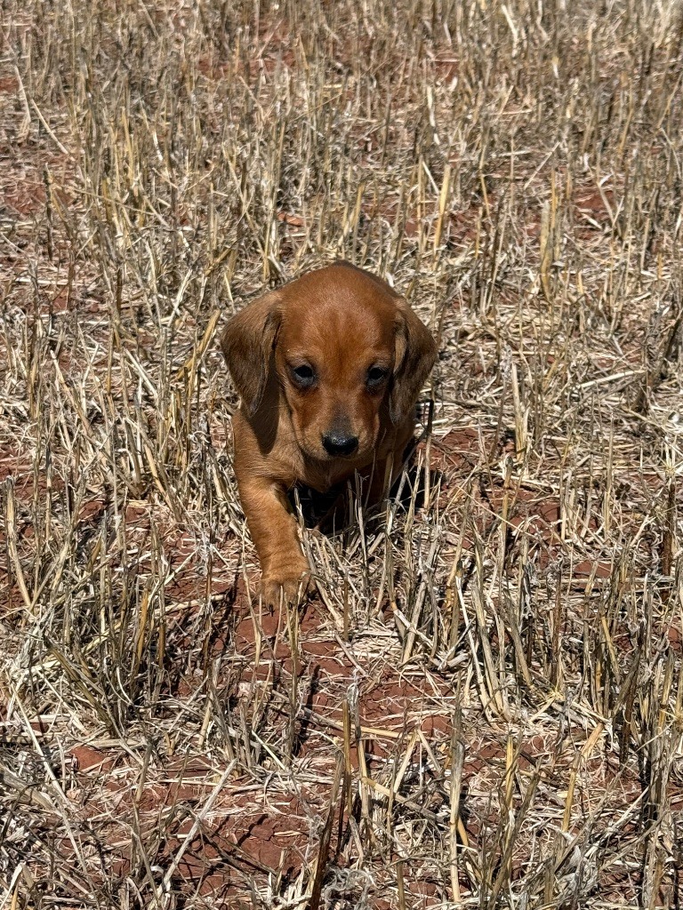 du Duncallipsy - Chiots disponibles - Teckel poil ras