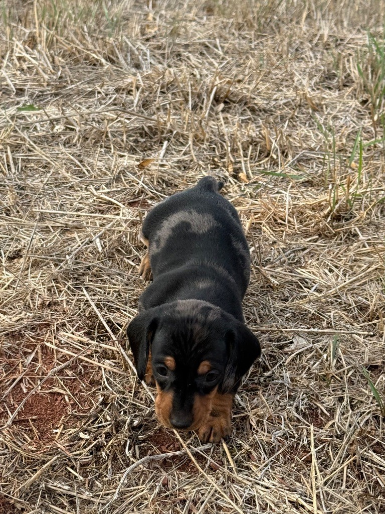 du Duncallipsy - Chiots disponibles - Teckel poil ras