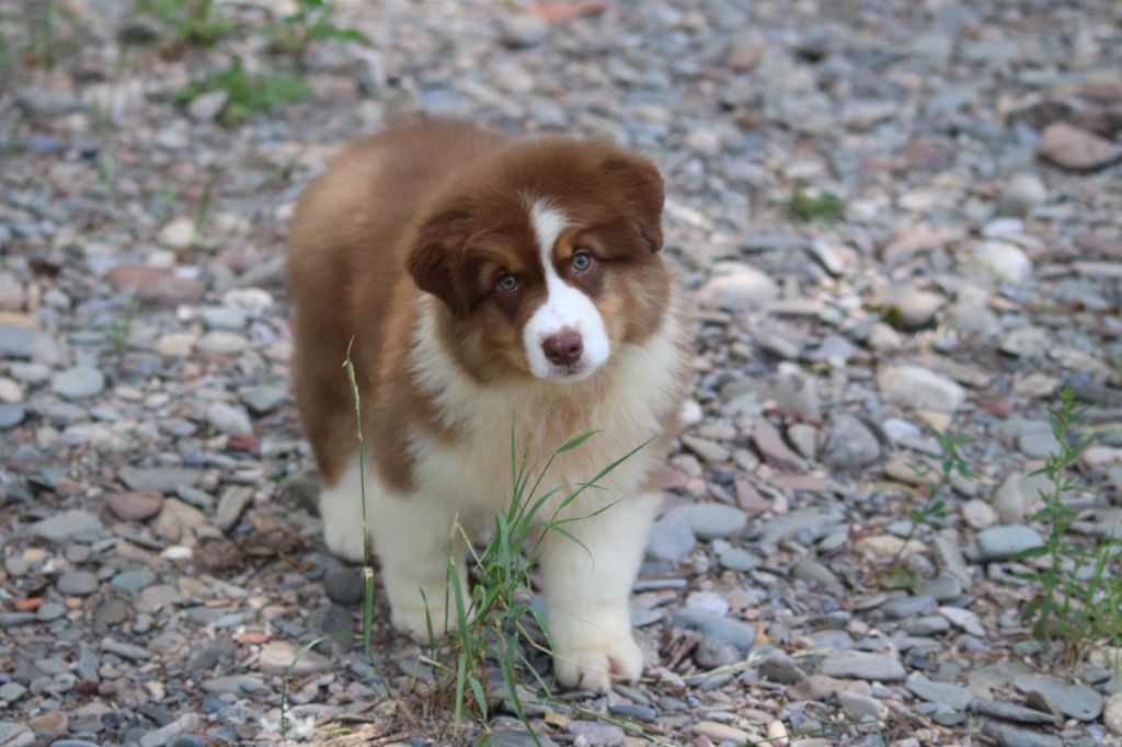 du Duncallipsy - Chiots disponibles - Berger Australien