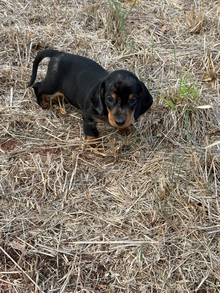 du Duncallipsy - Chiots disponibles - Teckel poil ras