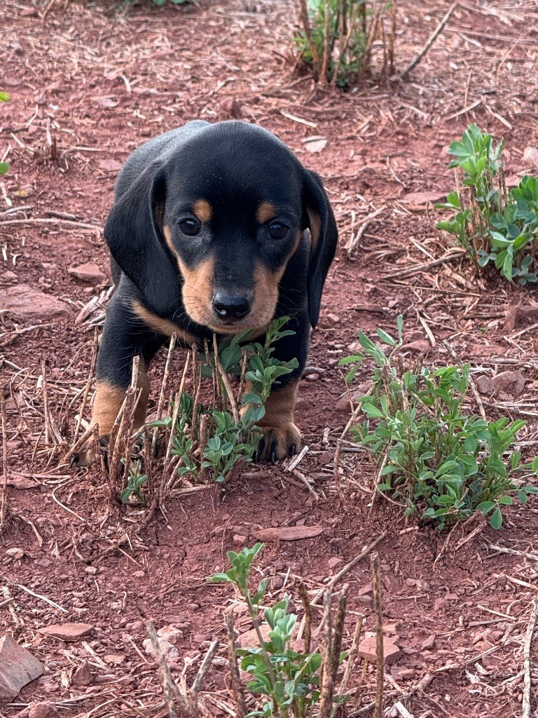 du Duncallipsy - Chiots disponibles - Teckel poil ras