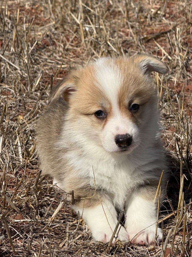 du Duncallipsy - Chiots disponibles - Welsh Corgi Pembroke