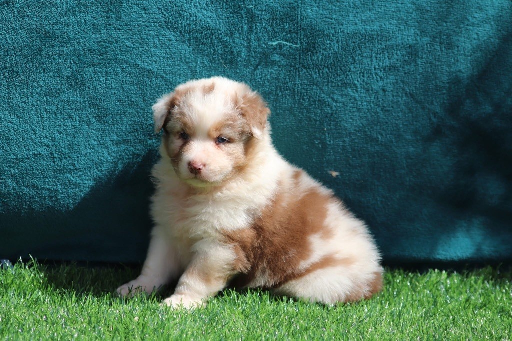 du Duncallipsy - Chiots disponibles - Berger Australien
