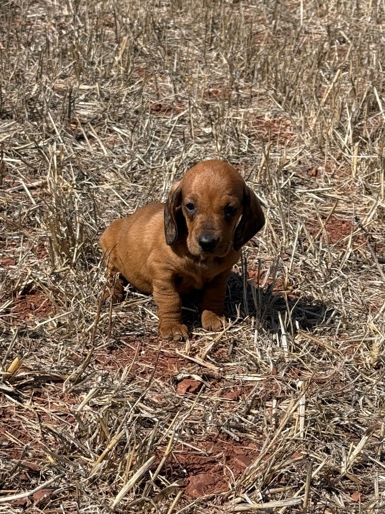 du Duncallipsy - Chiots disponibles - Teckel poil ras